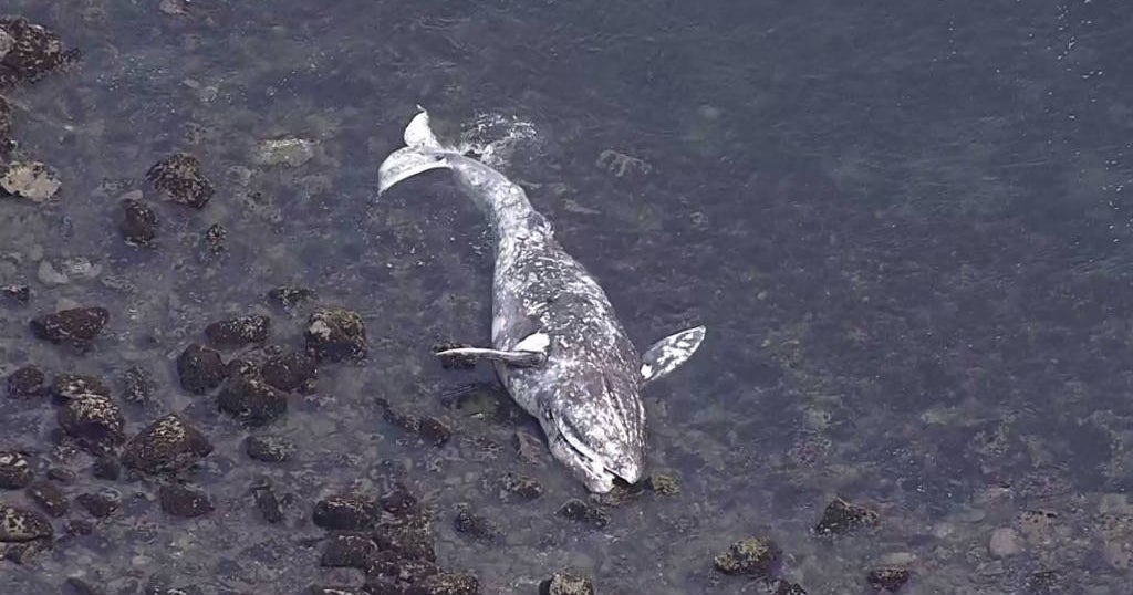 Dead Whale Discovered On Pacifica Beach CBS San Francisco
