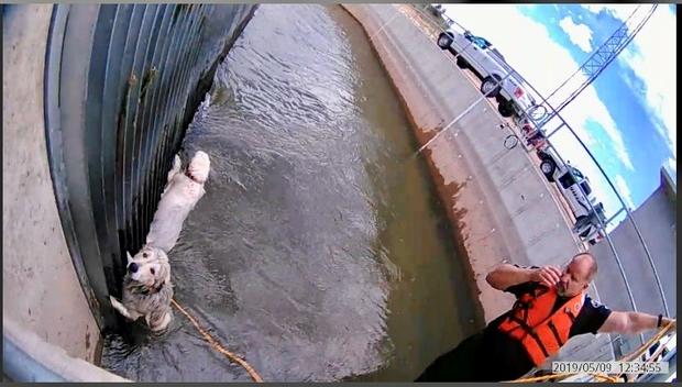dog rescue canal 