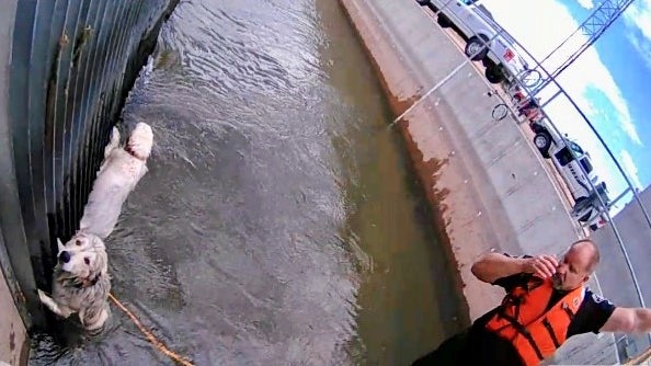 dog-rescue-canal-cropped.jpg 