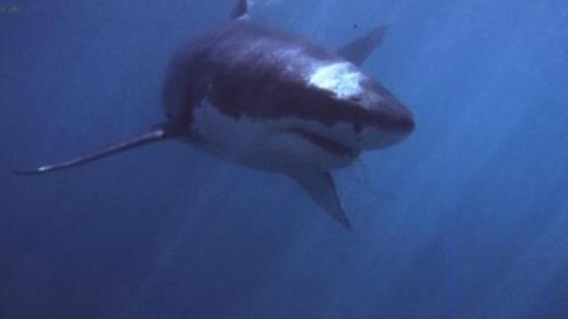 shark-2.jpg 