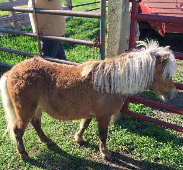 stearns county horse found 