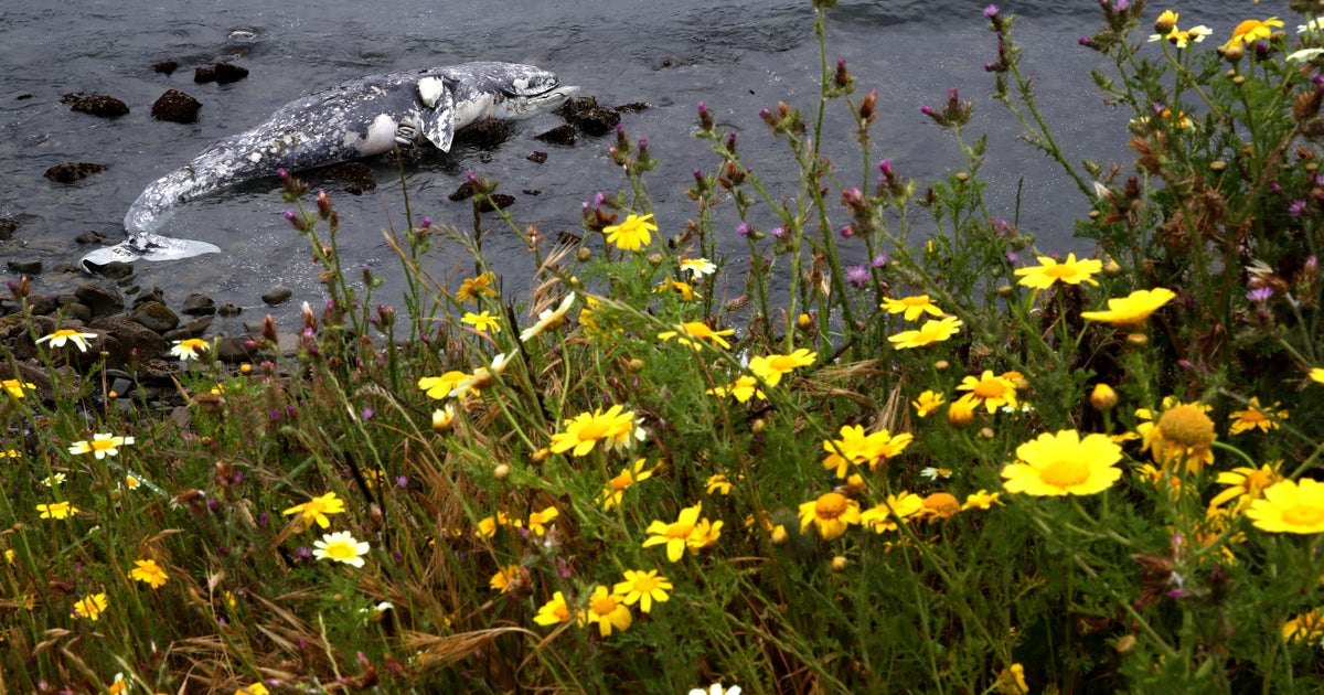Dead Gray Whale Washes Up On Pacifica Beach