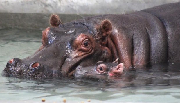 Mom and Baby Hippo 