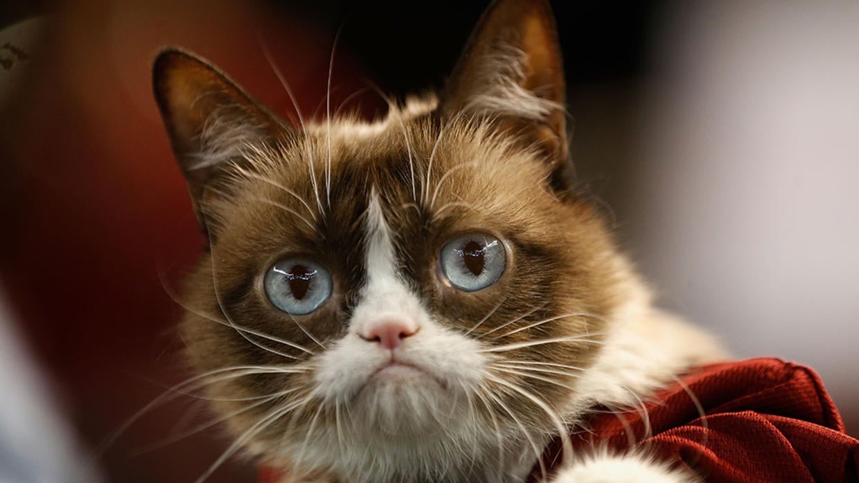 Grumpy Cat, The Grouchy-Faced Kitty That Became A Social Media ...