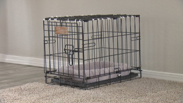 CATS ROAD TRIP 5PKG_frame_0