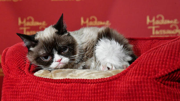 Internet Phenomenon Grumpy Cat Brings Her Iconic "No Face" to Madame Tussauds Washington, DC for a Meet-and-Greet with Fans 