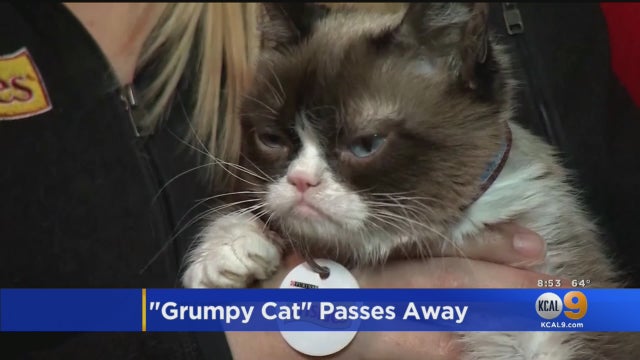 grumpy-cat.jpg 