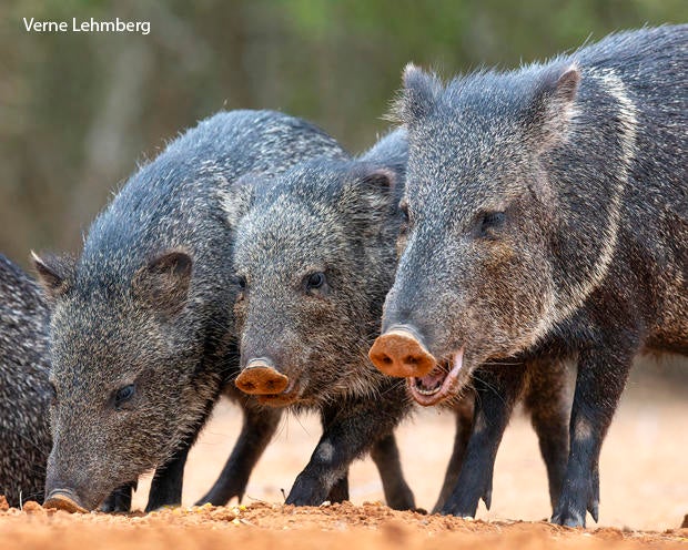 Nature up close Our javelina scare CBS News