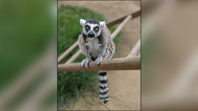 stolen-lemur-isaac.jpg 