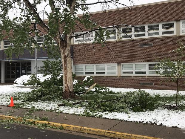 broken-branches-at-force-elementary-in-denver-by-dave-aguilera.jpg 