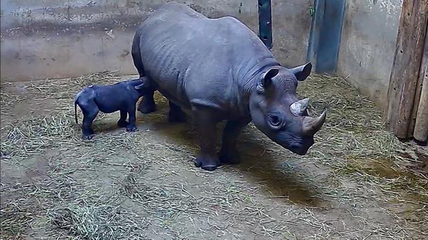 Rare eastern black rhinoceros 