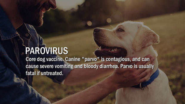 3-parovirus 
