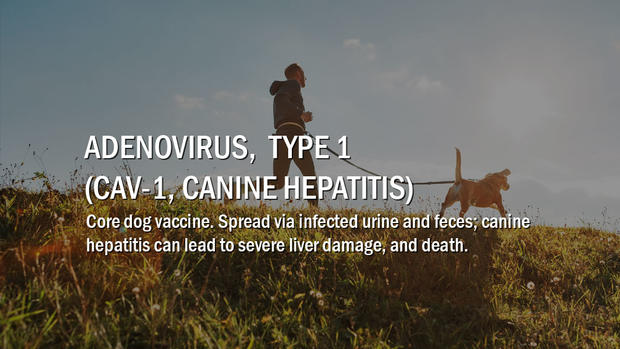4-adenovirus-type-1 