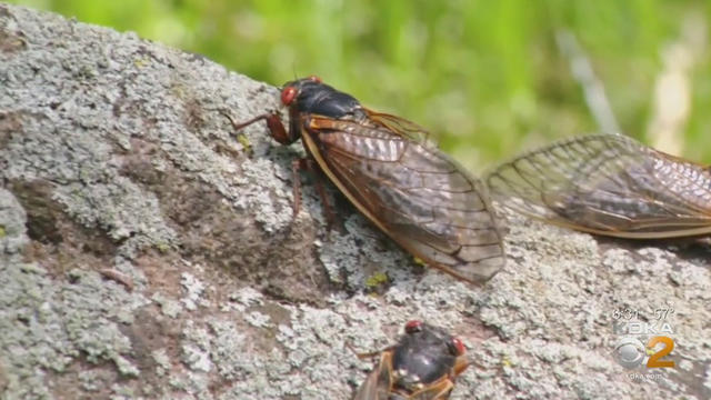 cicadas-1.jpg 