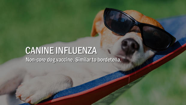 9-canine-influenza 