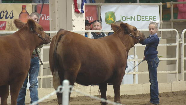 FILE STOCK SHOW CATTLE_frame_383 