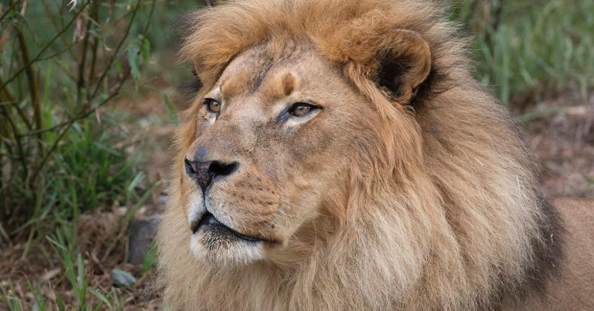 Lion Patriarch At San Francisco Zoo Dies At Age 16 - CBS San Francisco