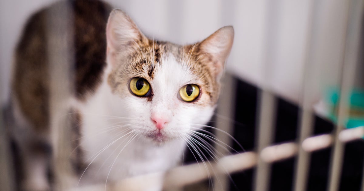 Memorial Weekend Special Bradshaw Shelter Waiving Fees For Altered