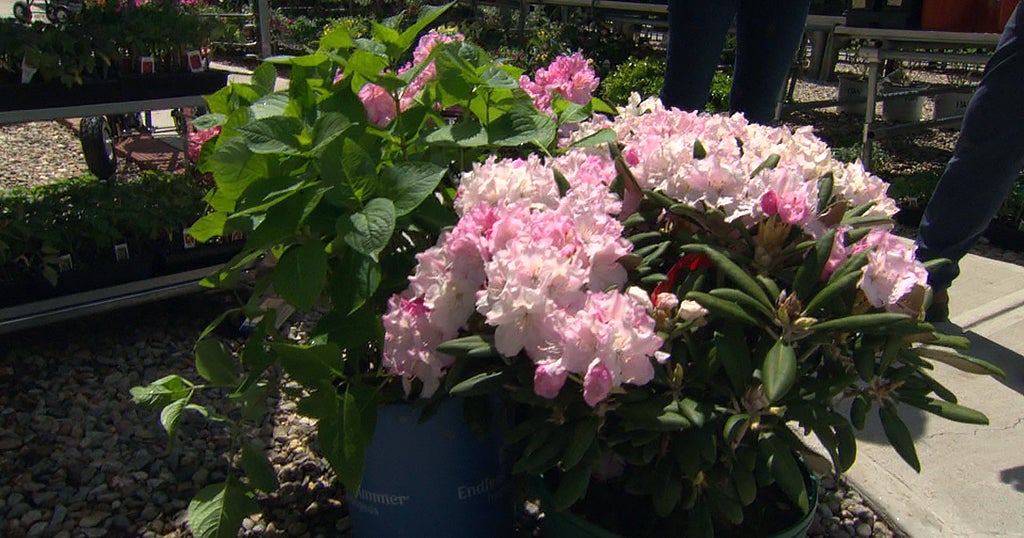 Shrubs To Plant In Your Garden This Spring - CBS Boston
