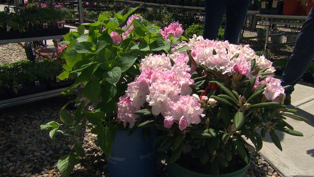 shrubs.jpg 