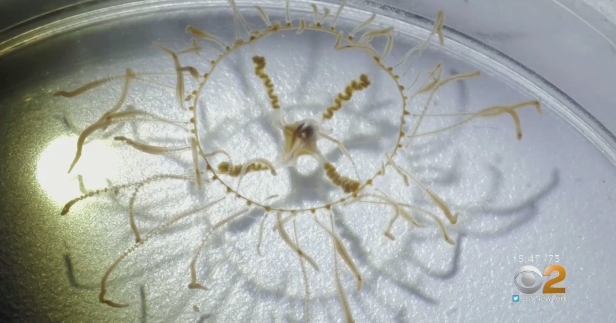 Warning About Jellyfish Carrying Paralysis Toxins Goes Out For Jersey
