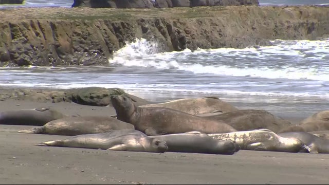 elephant-seals-drakes-beach.jpg 