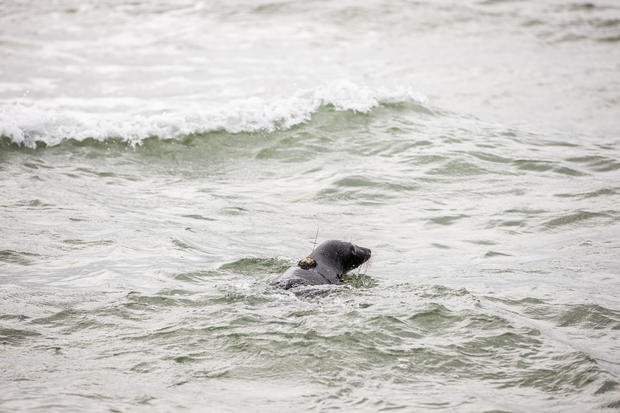 Grey seals Edwin Hubble and George Washington Carver are released in Ocean City, Maryland | May 23, 2019 