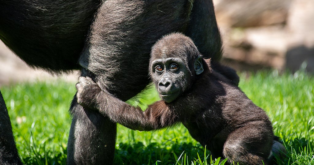 Pittsburgh Zoo's Baby Gorilla Frankie Celebrates First Birthday CBS