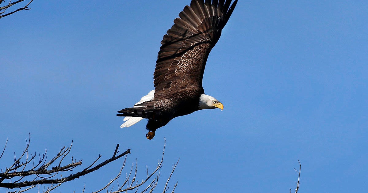 Bald eagles: One of the oldest bald eagles living in captivity has died