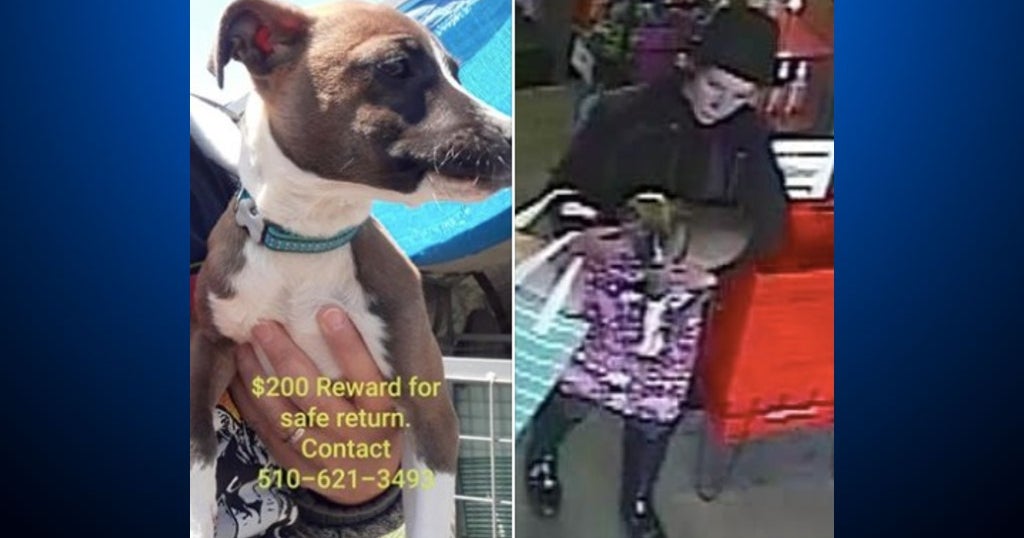 East Bay Pet Store Offers $2,500 Reward For Return Of Stolen Puppy ...