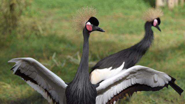 black-crowned-cranes-2019-20.jpg 