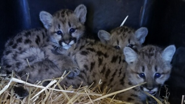 mountain-lion-cubs.png 