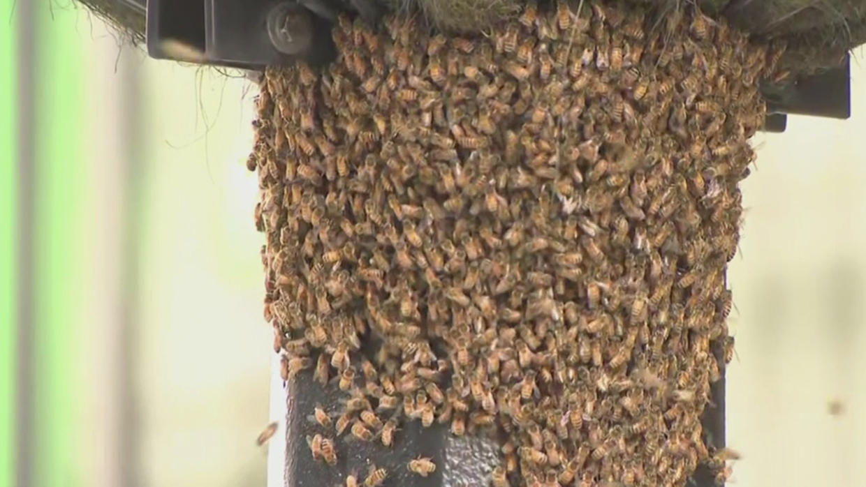 Swarms Of Bees Pop Up All Over New York City During Hot Holiday Weekend