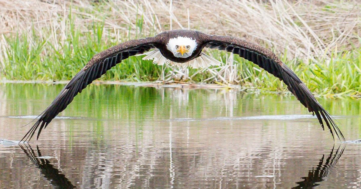 Stunning photos capture a pair of bald eagles in Lakeland