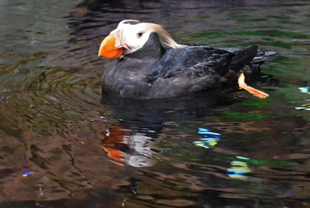 US-ENVIRONMENT-TUFTED-PUFFIN 