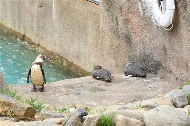 philadelphia-zoo-penguins-7.jpg 