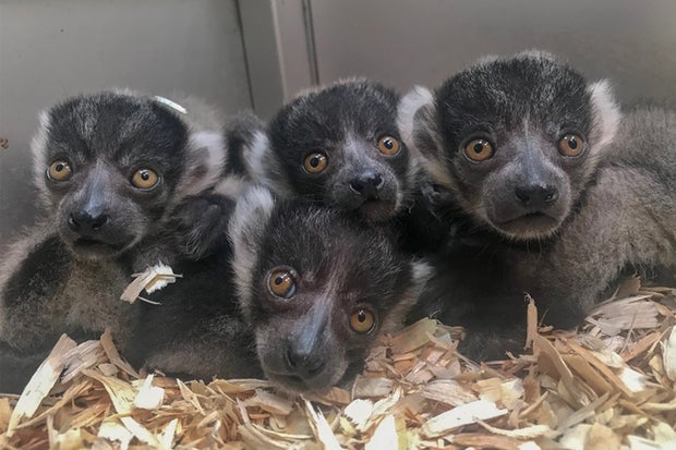 Jacksonville Zoo Baby Lemurs 