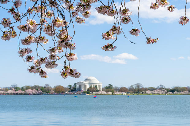 View on Tidal Basin and Thomas Jefferson Memorial in spring during cherry blossom and branches with sakura trees blooming in Washington DC 