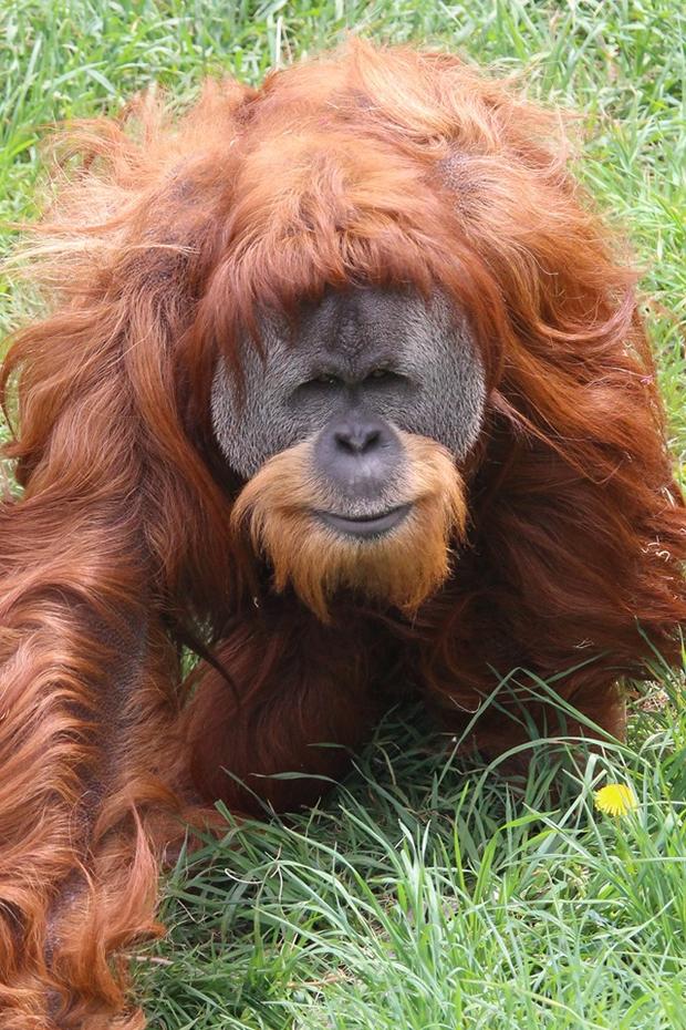 Junie Orangutan (Denver Zoo) 