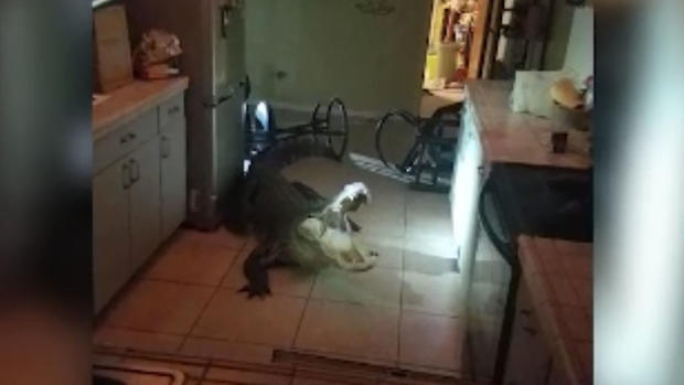 Gator In Clearwater Home 1 
