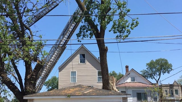 tree-trimmer.jpg 