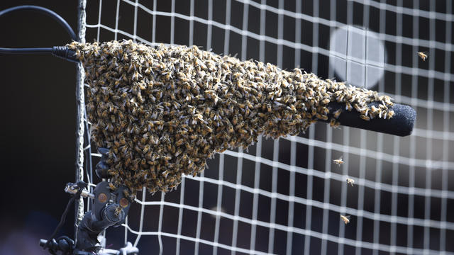 bee swarm — San Diego Padres, Miami Marlins 