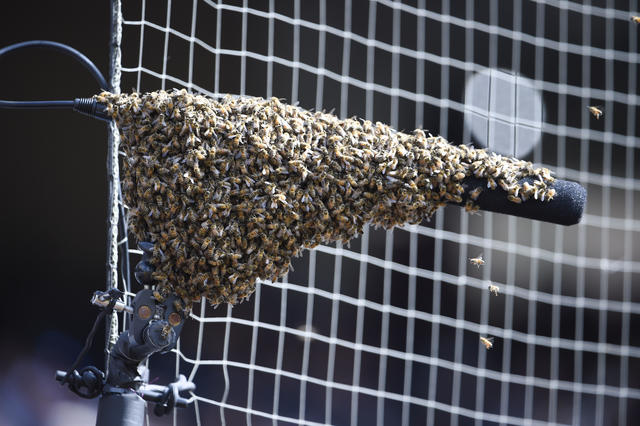 Honeybee swarm delays Orioles' game vs. Rockies in first inning