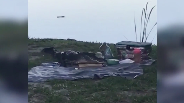 Gainesville alligator crashes picnic date 