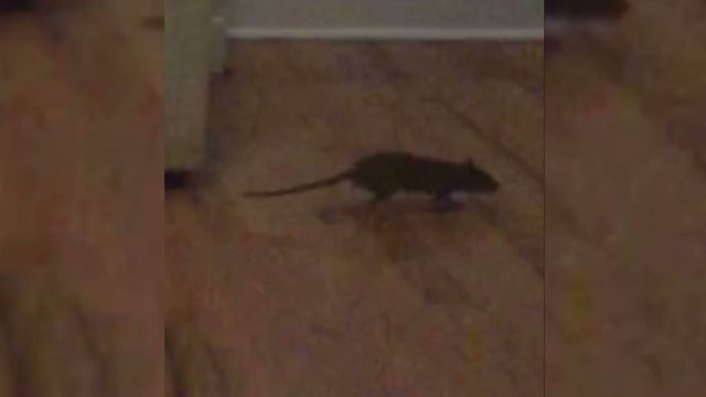 lakeview-rat.jpg 