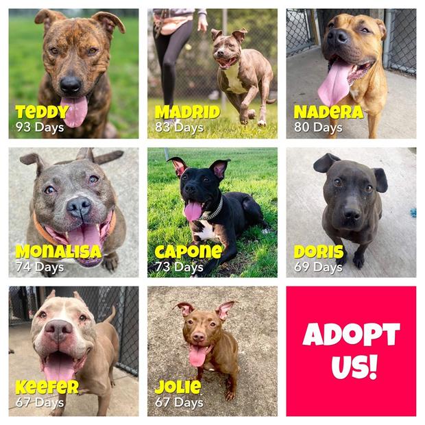 CACC Pets For Adoption 