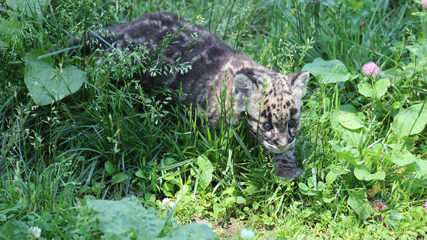Pittsburgh Zoo Baby Clouded Leopard Cubs Playing 