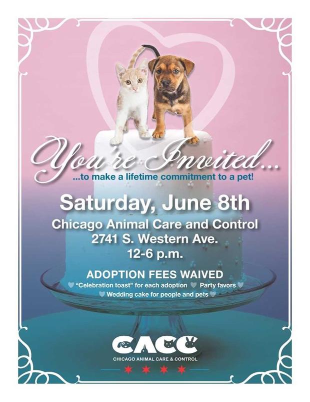 CACC Adoption Event 
