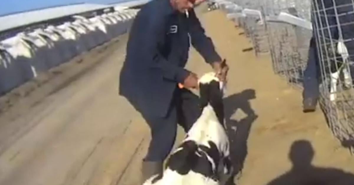 Disturbing Undercover Video Shows Animal Cruelty At Fair Oaks Farms