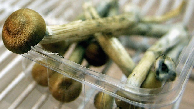 Freshly Picked Magic Mushrooms Reclassififed As Class A Drug In UK 